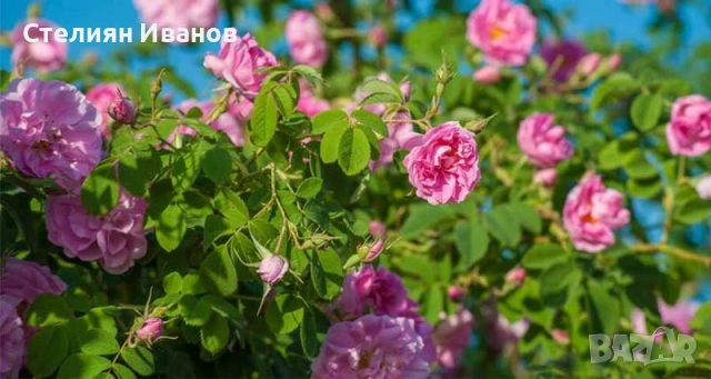 Маслодайна роза, казанлъшка роза, дамаскова роза, роза дамасцена (Rosa × damascena), снимка 4 - Градински цветя и растения - 54130805