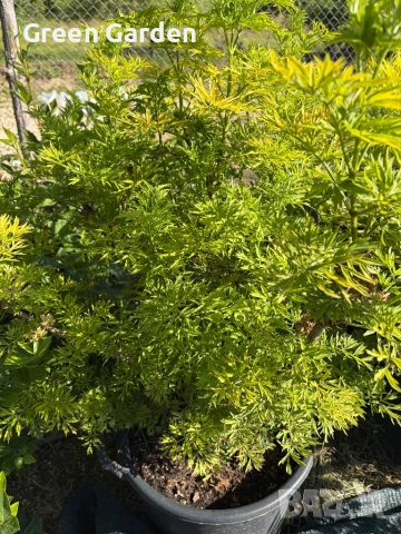 Бъз Sambucus nights “Golden Tower”, снимка 5 - Градински цветя и растения - 54784109