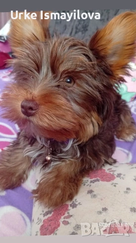 мини йоркширски териер , снимка 3 - Йоркширски териер - 53969630