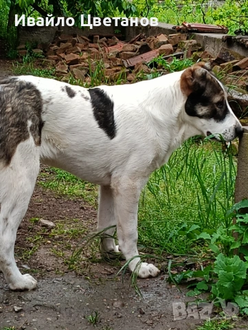 Алабай, снимка 3 - Алабай - 54579857