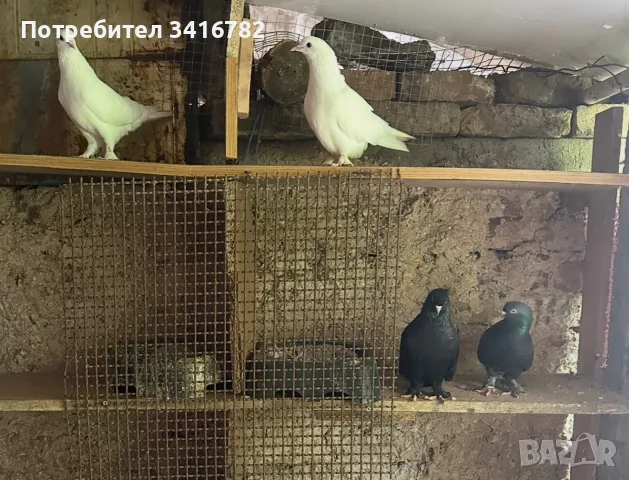 Мардини 2 чифта