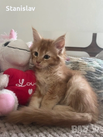 Котенца Мейн Куун, снимка 3 - Мейн кун - 54486305