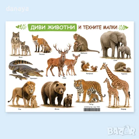 7039 Образователно табло Диви животни и техните малки – А3, ламинирано, снимка 3 - Ученически пособия, канцеларски материали - 55682306