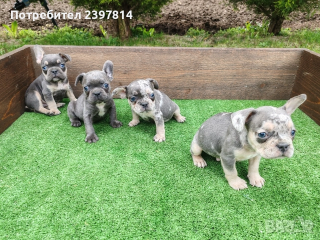 Френски булдог , снимка 5 - Френски булдог - 54012579
