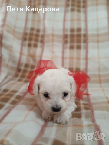 Малтийска болонка, снимка 4 - Болонка - 54272493