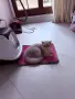 Мъжко коте британско късокосместо, снимка 7