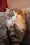 Очарователни котета търсят любящи домове!, снимка 3