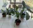 Цветя различни видове 4€-10€, снимка 4