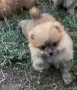 Померани на 2 месеца, снимка 5