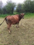 Продавам крава БРГ , снимка 2