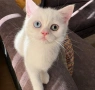 Британски котета | Британки | Късокосмести, снимка 1