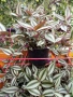 Традесканция (Tradescantia zebrina), снимка 2