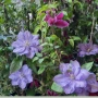 Кралски Клематис  (Clematis ) Микс (Едри цветове) – Готови за засаждане!Пазарджик с доставка до дома, снимка 4