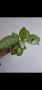 Еписцея, episcia silver sheen, снимка 3