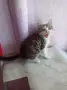 Подарявам малко мъжко котенце, снимка 1