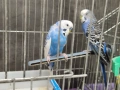 Чифт вълнисти папагали с клетка, снимка 8