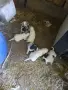 Чистокръвни Лагото Романьоло, снимка 6
