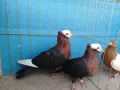 Джимпели Архангели, снимка 1