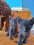 Сиво руско коте (момиче), снимка 4