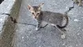 Подарявам котенца, снимка 6