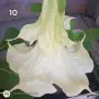 Ангелски тромпет 🍀🍀🍀, снимка 4