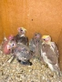Папагали Корели , снимка 7