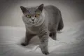 Чистокръвен британец за разплод, снимка 1