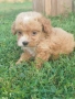 Малтипу/Maltipoo, снимка 13