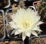 Кактус Echinopsis Hybrid цвят кремаво бяло цъфтящи растения, снимка 1