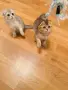 🐾 Чистокръвни котенца Scottish Fold – Golden & Silver 🐾, снимка 2