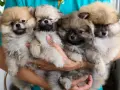 ПОМЕРАНЧЕТА СЛАДУРЧЕТА, снимка 3