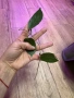Hoya Хоя Inflata , снимка 1