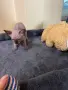Канадски сфинкс и елф, снимка 7