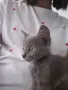 Коте - 2 месеца, снимка 11