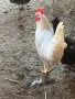 Продавам домашни петли , снимка 4