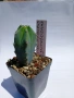 Myrtillocactus geometrizans 5.5cm €3,50, снимка 1