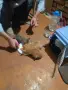 Подарявам котенце, снимка 2