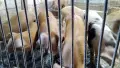ПРАСЕТА 70 - 100 КИЛА. АКЦИЯ - ОТ 450 ЕВРО., снимка 3