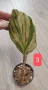 Kaempferia variegata pink - рядко растение, снимка 3
