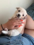 Кученце на 2 месеца, снимка 1