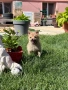 Чихуахуа , снимка 7