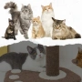 Драскалка за котки 38 см с играчки и плюшена основа , снимка 2