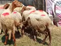 овце и коч аваси , снимка 3