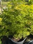 Бъз Sambucus nights “Golden Tower”, снимка 5