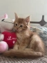 Котенца Мейн Куун, снимка 3