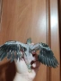 Бебе папагал корела корели, снимка 3