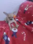 Чихуахуа кученца, снимка 2