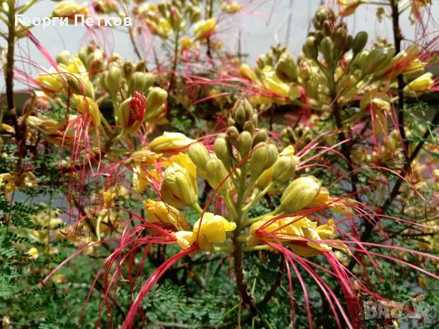 Жълта Райска Птица,Цезалпиния., снимка 6 - Градински цветя и растения - 55628709