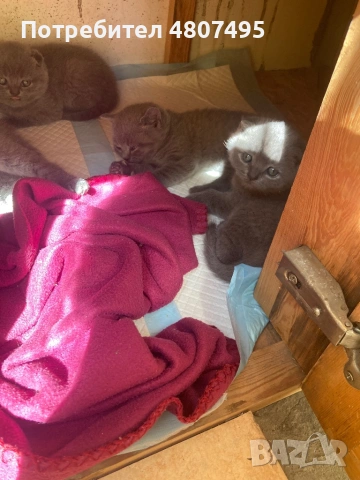 Продавам шотландски клепоухи малки котенца 😻, снимка 3 - Други - 54309809