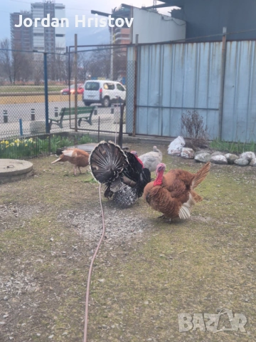 Продавам гъски патици и пуйки , снимка 5 - Патици и гъски - 53964312